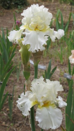 'Devonshire Cream' Sutton 1999